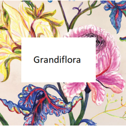 Grandiflora